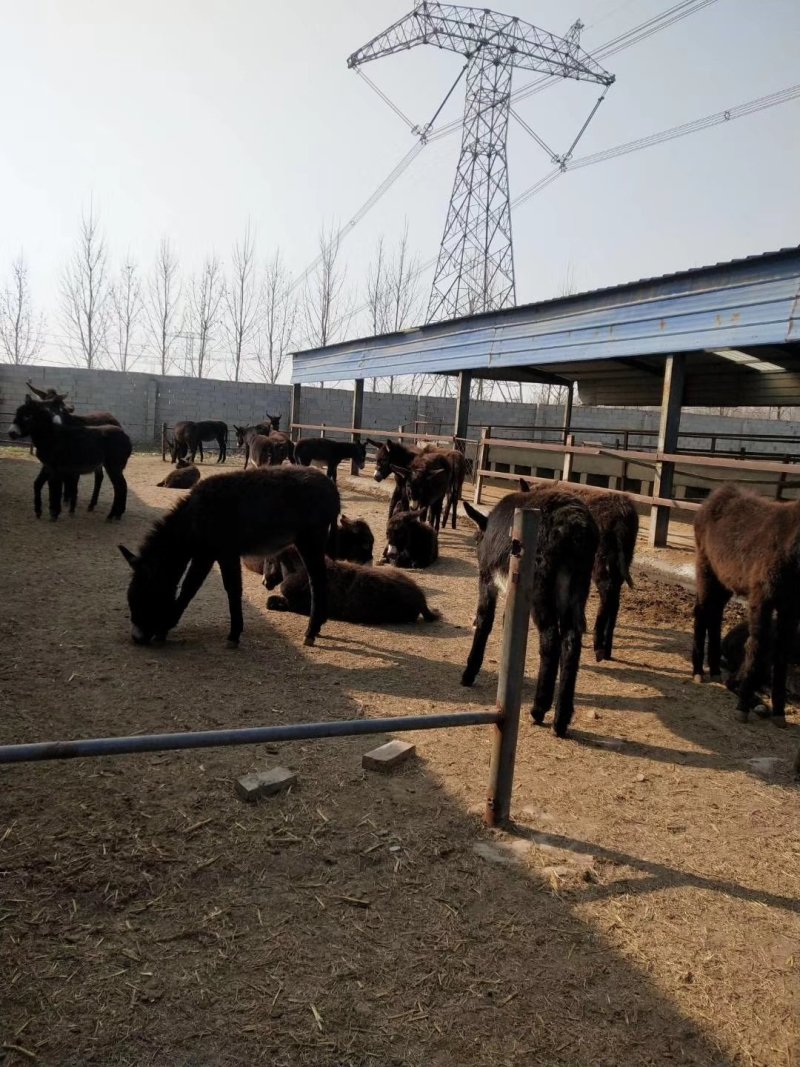 肉驴肉驴苗价格免费送货到付款保证质量好养驴利润