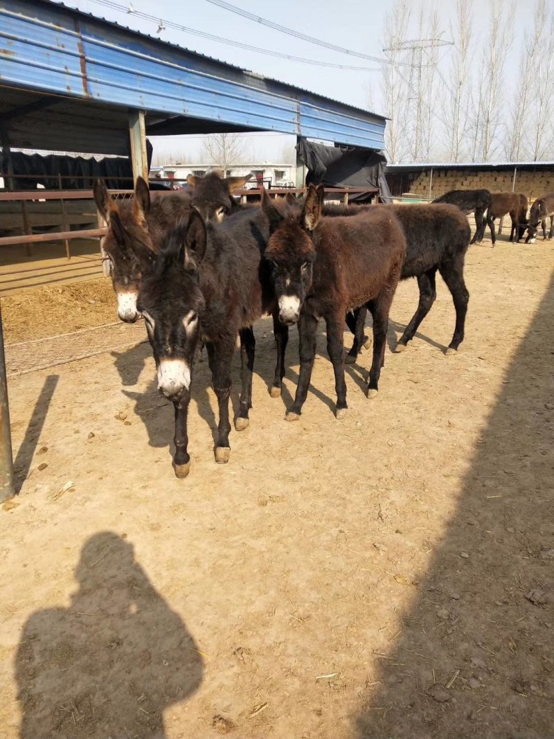 肉驴肉驴苗价格免费送货到付款保证质量好养驴利润
