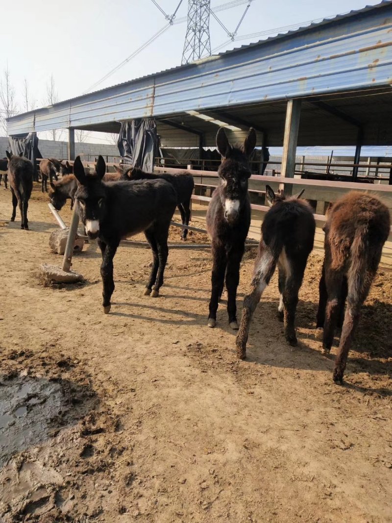 肉驴肉驴苗价格免费送货到付款保证质量好养驴利润