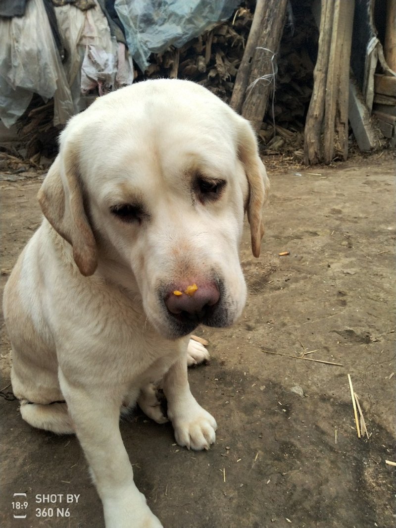 纯种拉布拉多幼犬，家庭养殖性格温顺！粘人！，