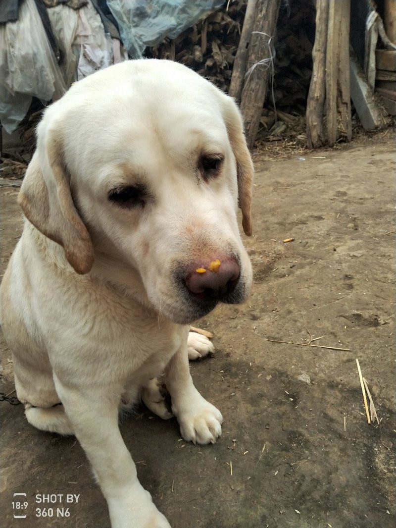 纯种拉布拉多幼犬，家庭养殖性格温顺！粘人！，