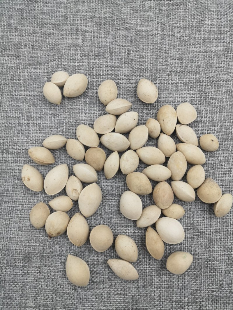 白果山东白果带壳无硫货新货
