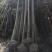 东台大叶女贞自家苗圃直销质量有保证价格有优惠