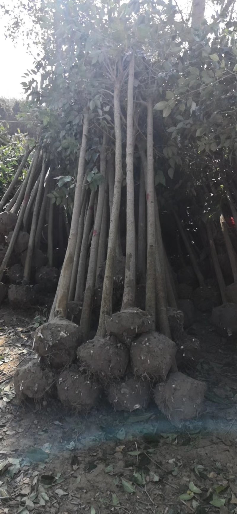 东台大叶女贞自家苗圃直销质量有保证价格有优惠