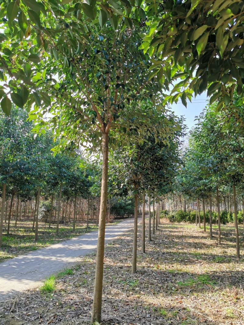 东台大叶女贞自家苗圃直销质量有保证价格有优惠