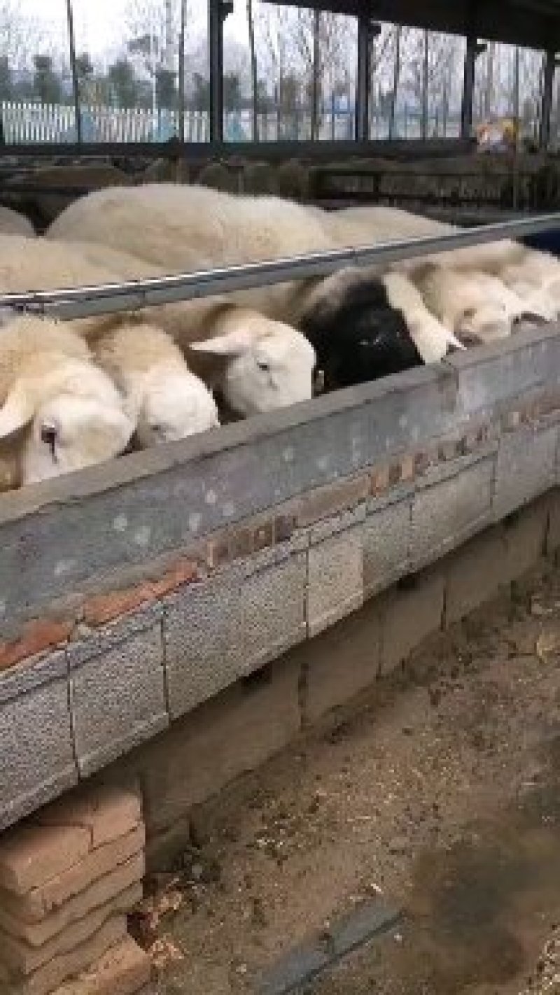 波尔山羊养殖效益咋样?