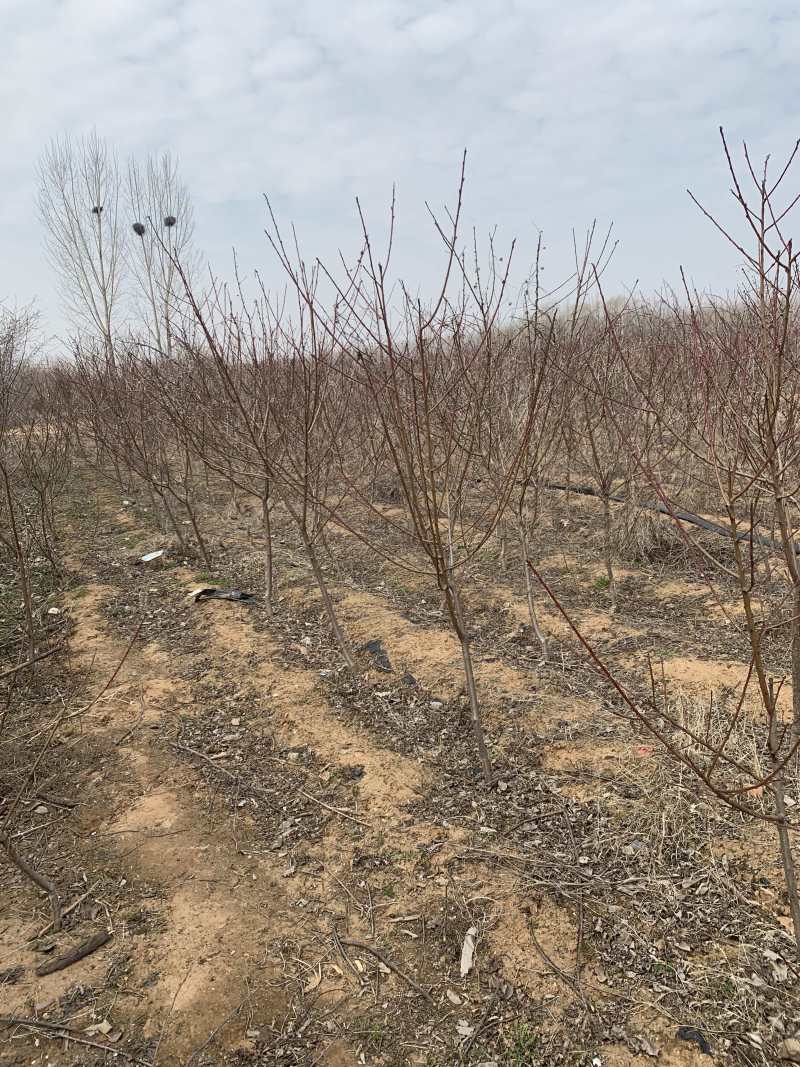 山东临沂出售，嫁接桃树苗，桃树毛苗，桃树成苗小苗各种桃树