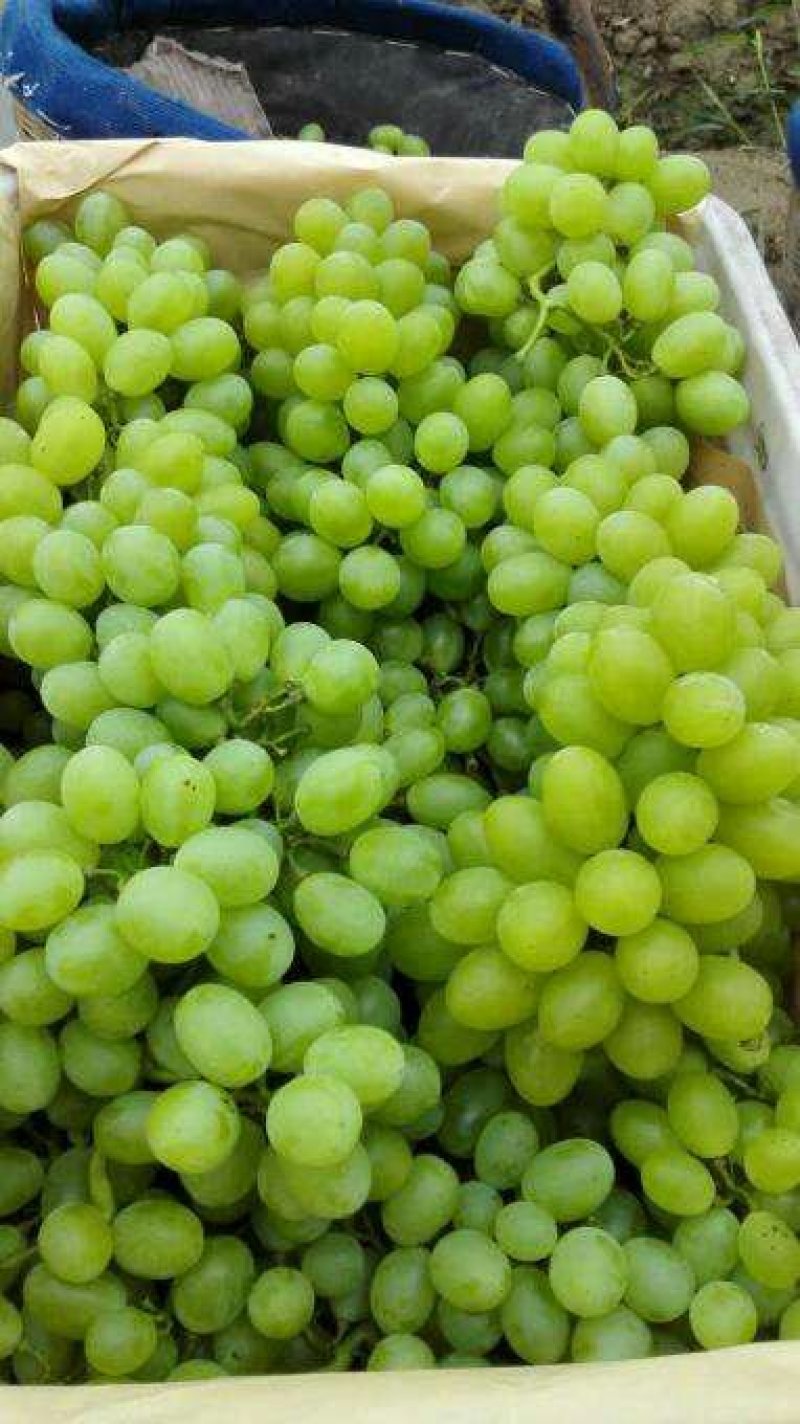 【大荔县青提】正在热卖中（代发、代办、代存）可实地考察