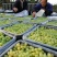 【大荔县青提】正在热卖中（代发、代办、代存）可实地考察