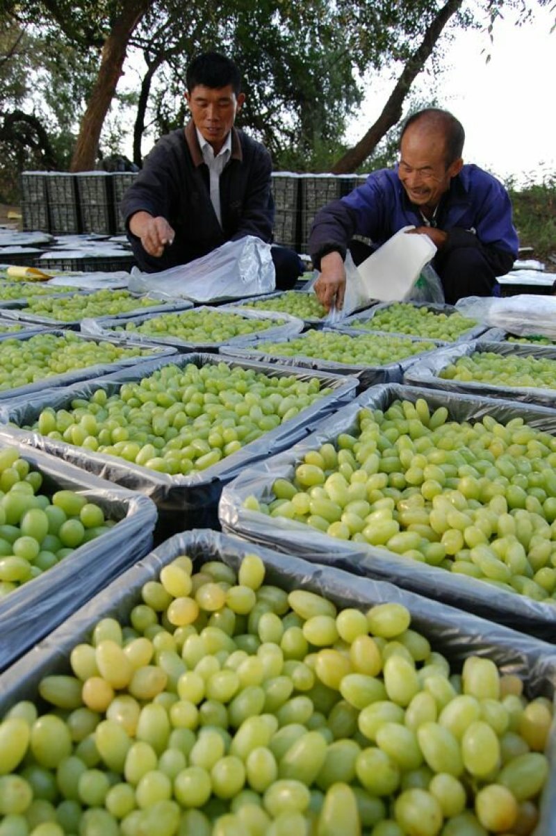 【大荔县青提】正在热卖中（代发、代办、代存）可实地考察