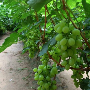【大荔县青提】正在热卖中（代发、代办、代存）可实地考察