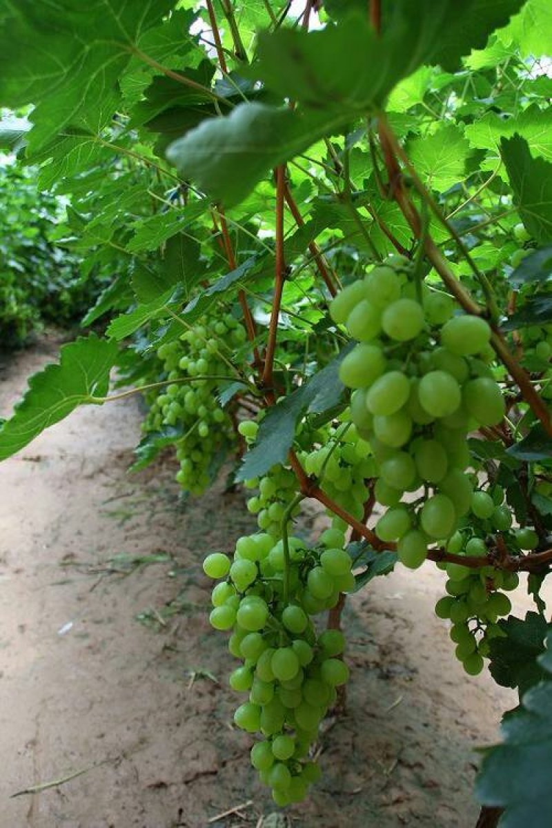 【大荔县青提】正在热卖中（代发、代办、代存）可实地考察