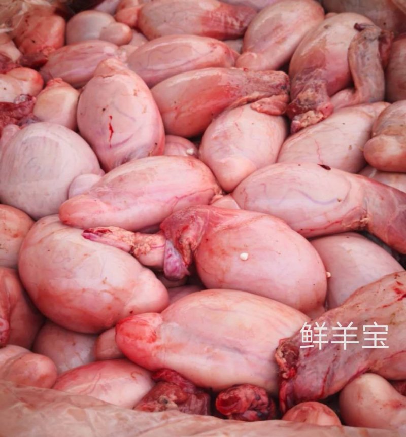 羊宝羊蛋，全国可发，冷冻物流，量大从优