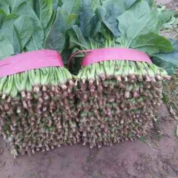 菠菜