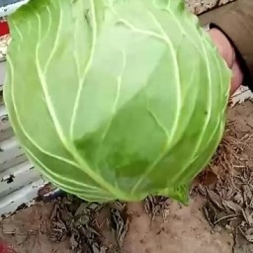 甘蓝