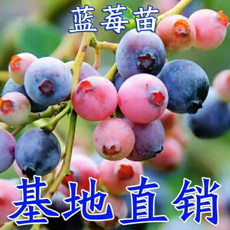 嫁接蓝莓苗，兔眼，薄雾，盆栽地栽四季蓝莓苗