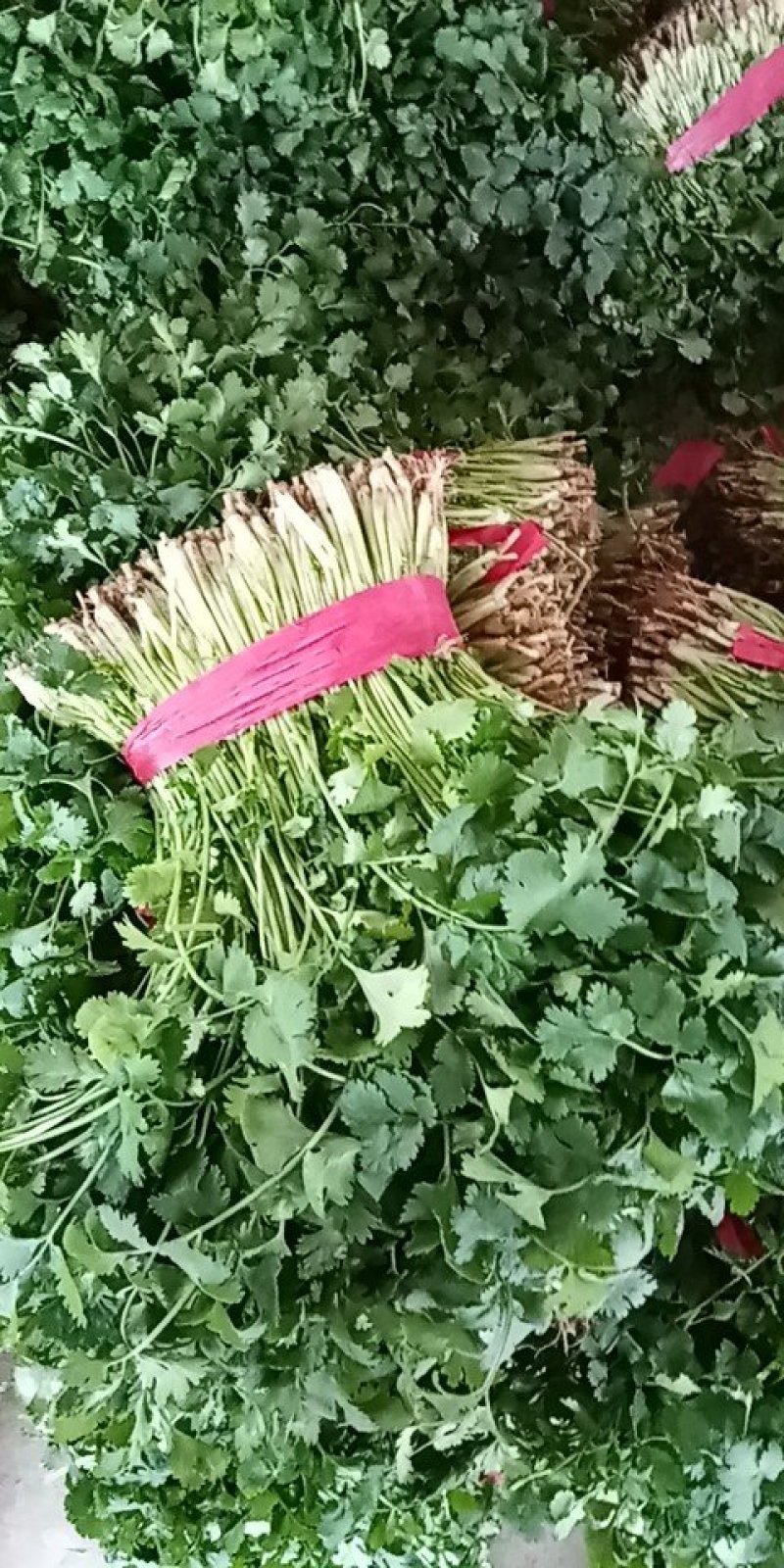 香菜