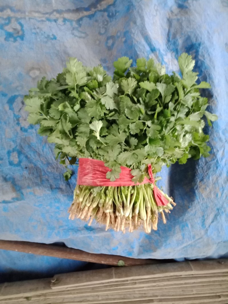 香菜