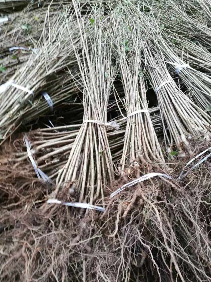 樱桃嫁接苗、基地直供、品质保证、现挖现实