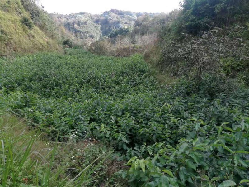 樱桃嫁接苗、基地直供、品质保证、现挖现实