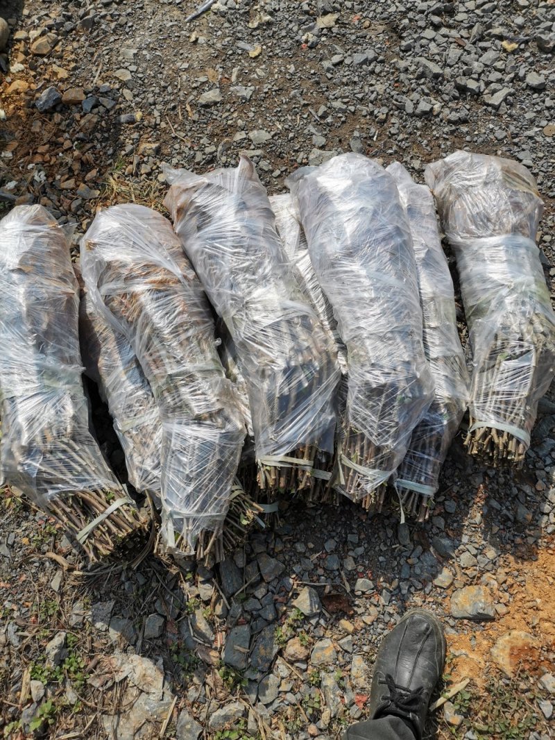 台湾大青枣苗一年苗，二年苗正常发货。。。。。。