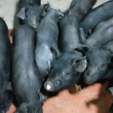 苏太母猪