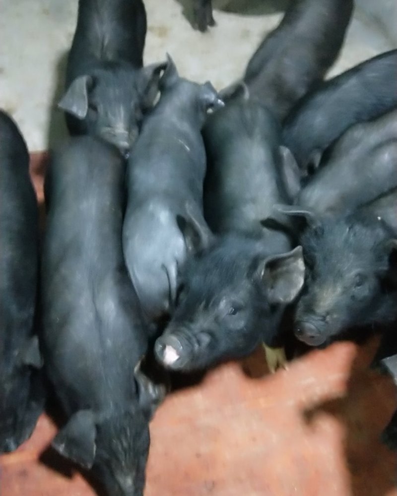苏太母猪