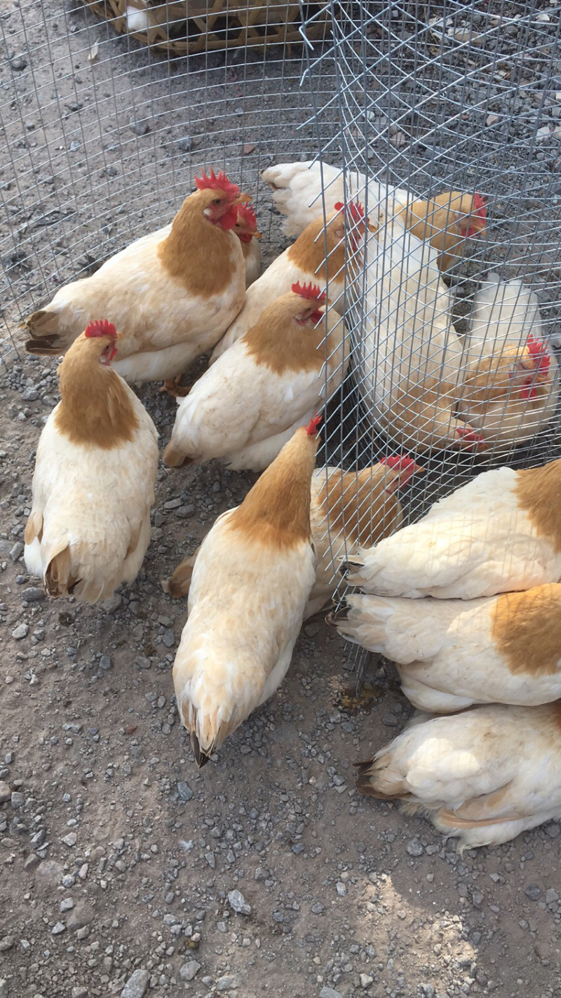 古典鸡