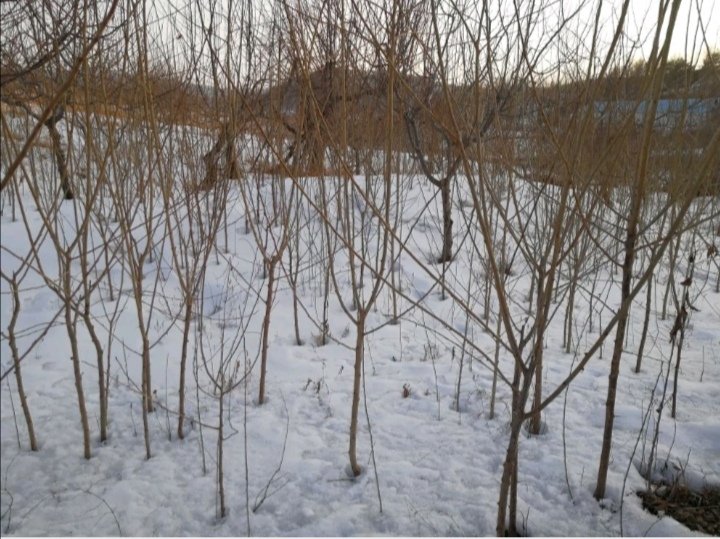 图片说明:华北地区青李子果园冬季树干涂白和防寒措施 青李子果园冬季防护措施