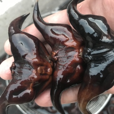 菱角批发高产菱角早熟菱角特级菱角现起现发