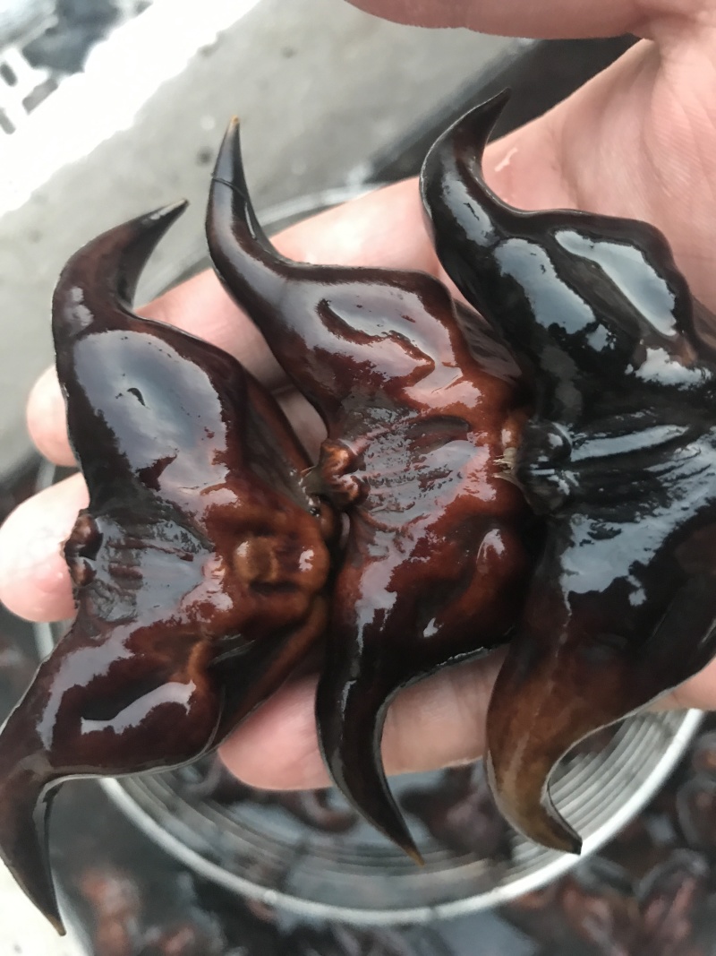 菱角批发高产菱角早熟菱角特级菱角现起现发