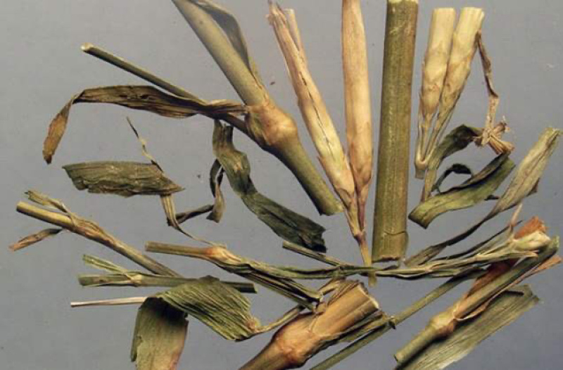 瞿麦两斤包邮巨麦翟麦石竹/巨句麦山瞿麦竹节草