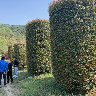 红叶石楠柱子精品，红叶石楠柱子
