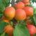 新品种嫁接杏树苗，凯特，金太阳，特大杏树苗南北庭院适种