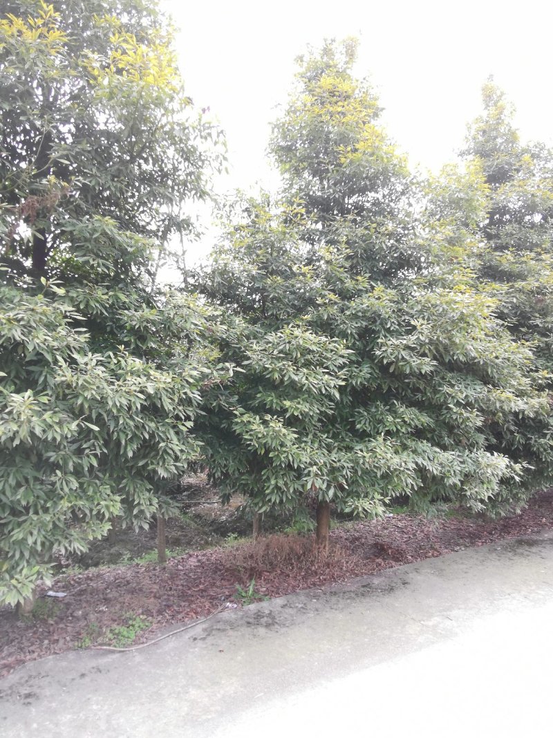 楠木金丝楠木金丝楠木苗