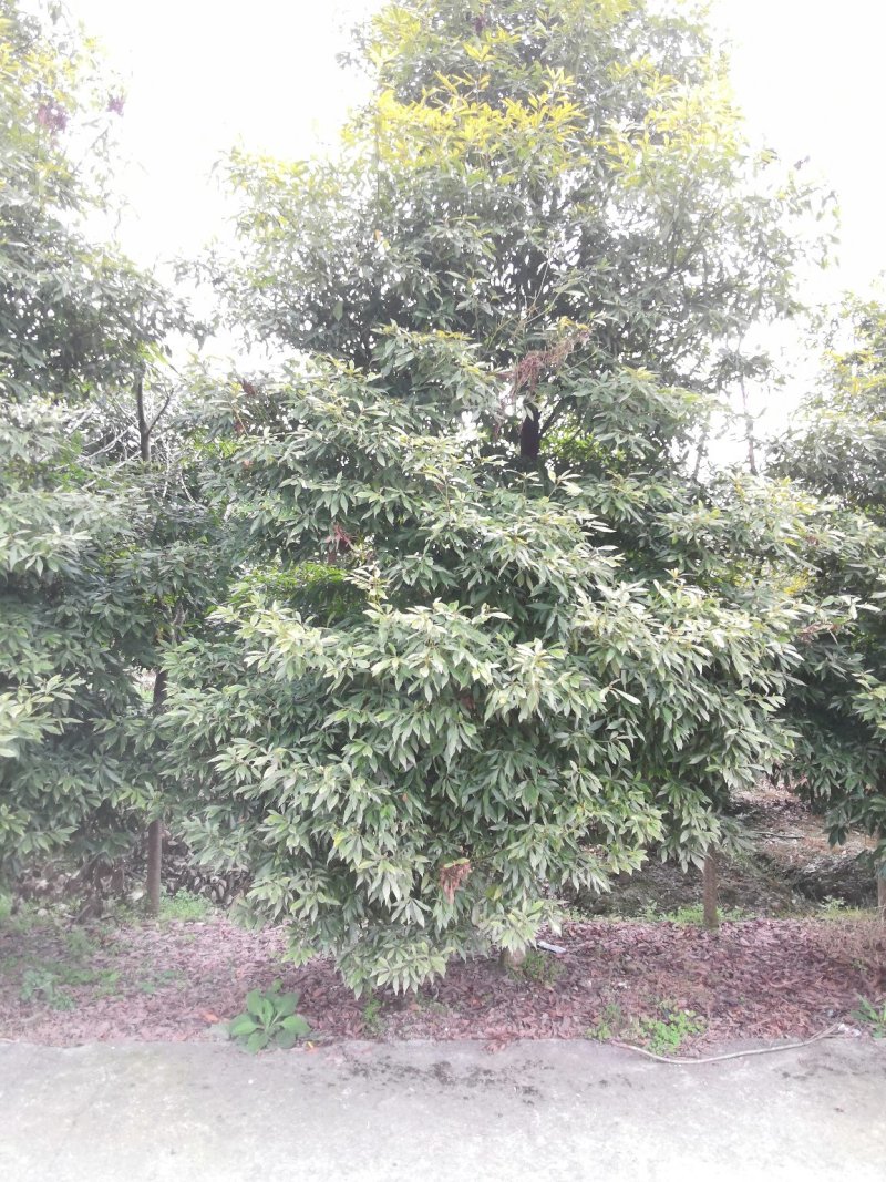 楠木金丝楠木金丝楠木苗