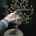 海棠花盆景海棠花盆栽。玫瑰海棠昙花小苗。花