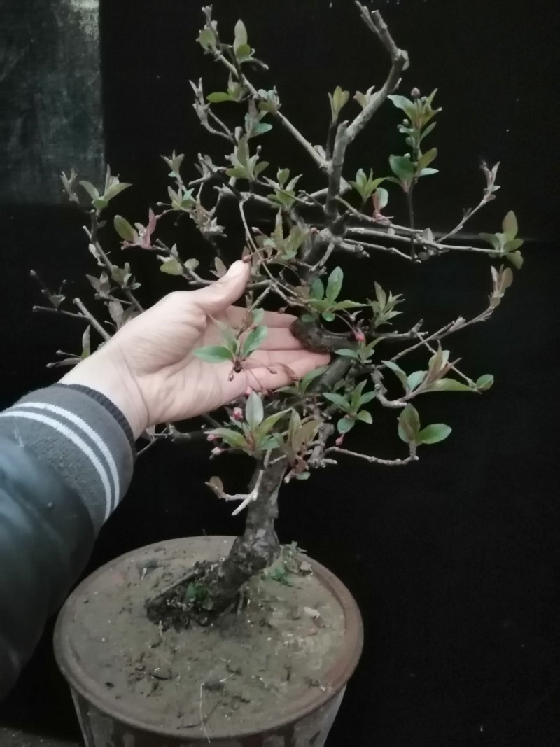 海棠花盆景海棠花盆栽。玫瑰海棠昙花小苗。花