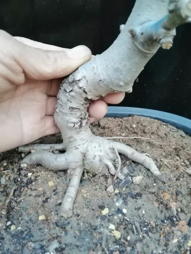 海棠花盆景海棠花盆栽。玫瑰海棠昙花小苗。花