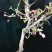 海棠花盆景海棠花盆栽。玫瑰海棠昙花小苗。花