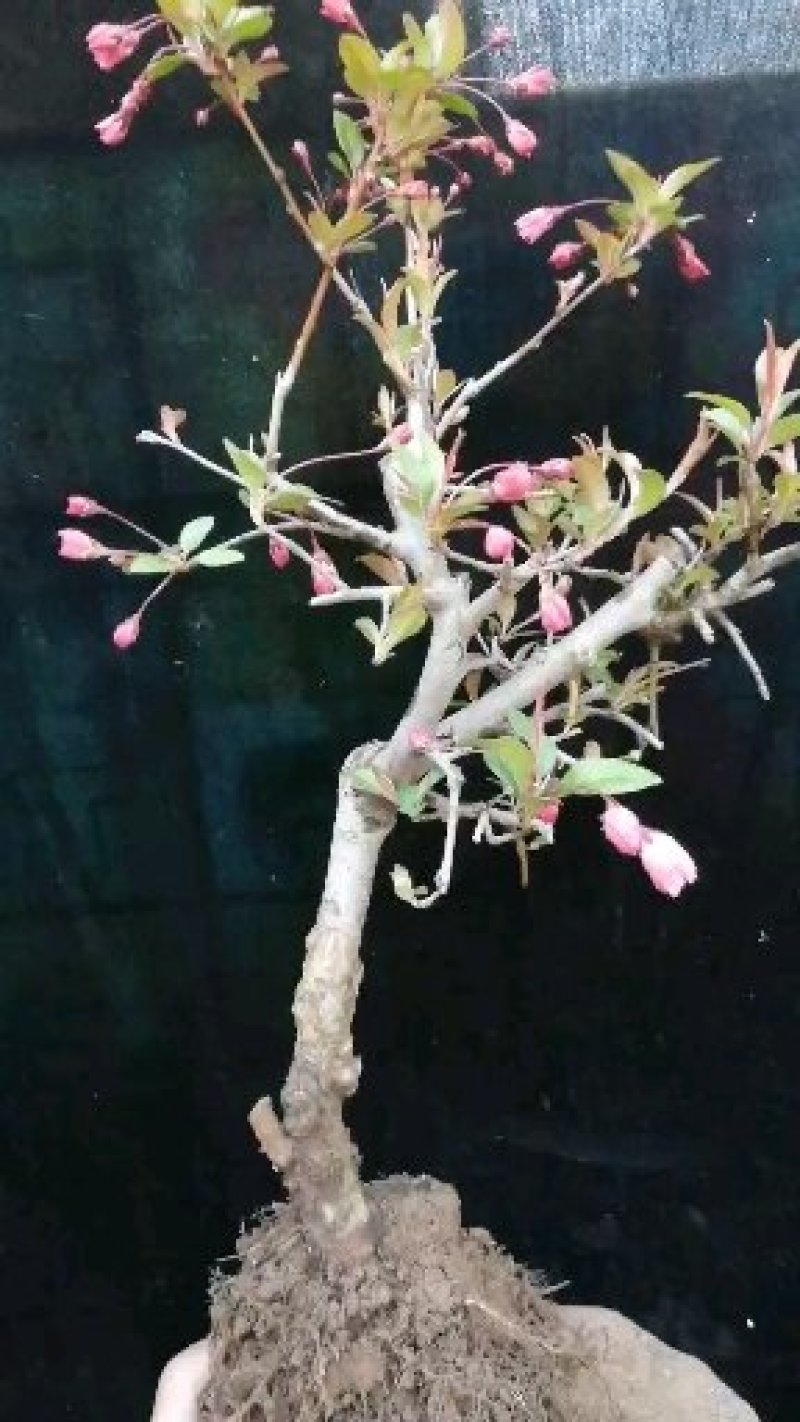 海棠花盆景海棠花盆栽。玫瑰海棠昙花小苗。花