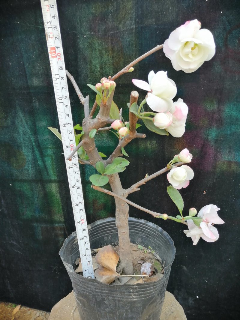 海棠花盆景海棠花盆栽。玫瑰海棠昙花小苗。花