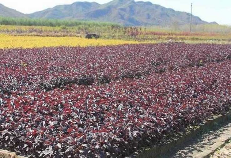 【聚便宜】紫叶风箱果金叶风箱果杯苗工程苗产地直销