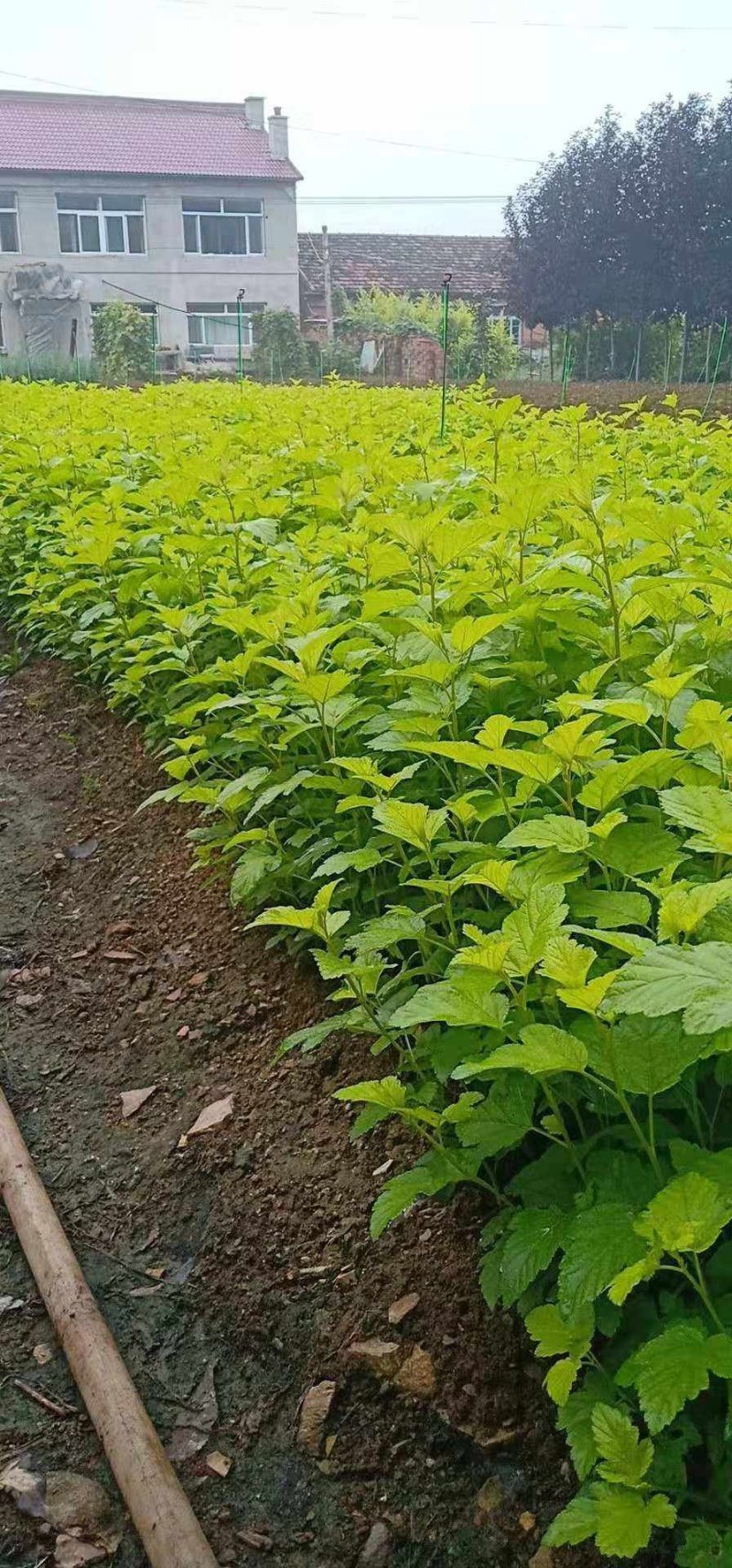 【聚便宜】紫叶风箱果金叶风箱果杯苗工程苗产地直销