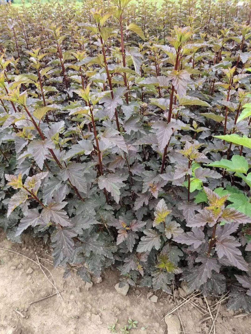 【聚便宜】紫叶风箱果金叶风箱果杯苗工程苗产地直销