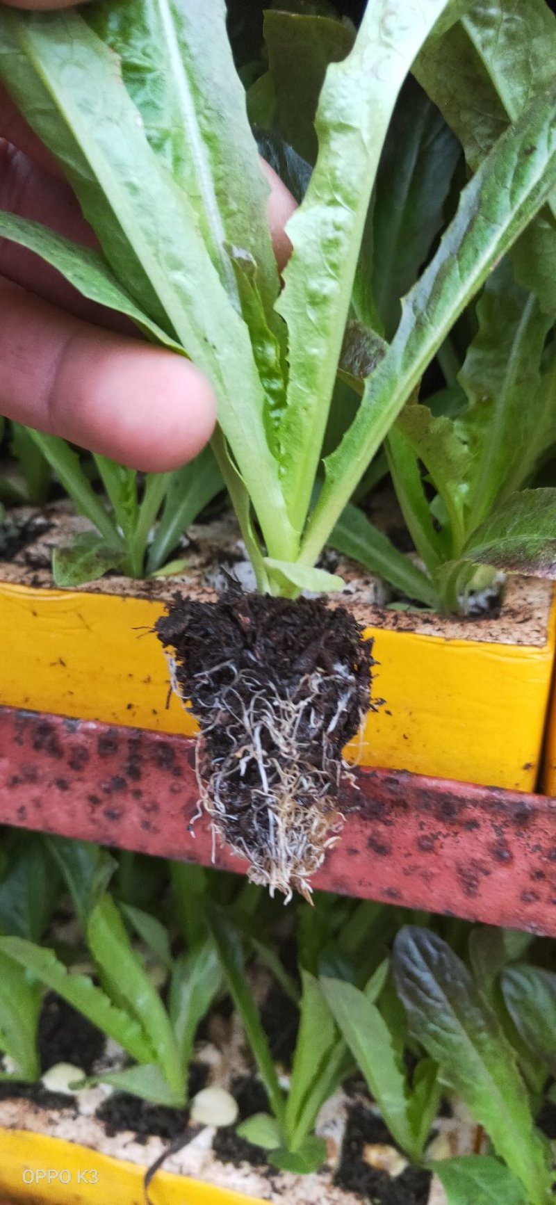 莴笋苗，常年供应各种蔬菜种苗，量大从优，欢迎订购，全国发