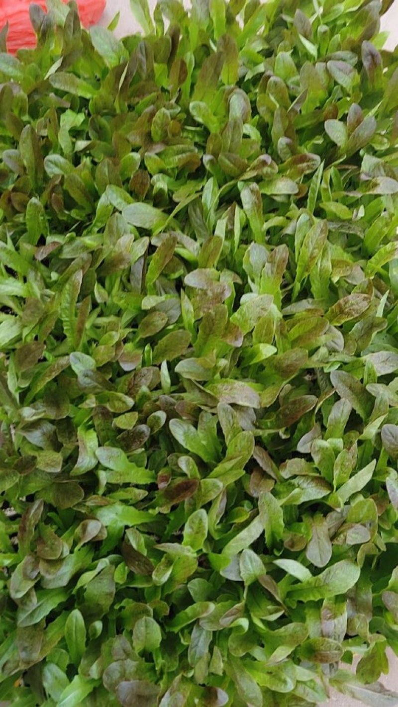 莴笋苗，常年供应各种蔬菜种苗，量大从优，欢迎订购，全国发