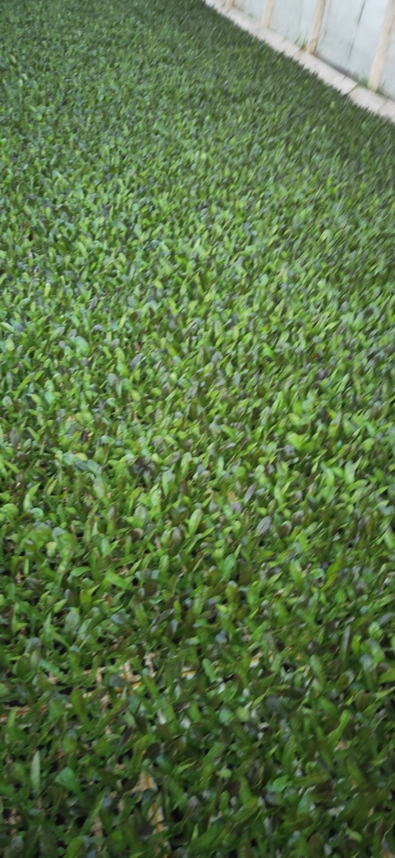 莴笋苗，常年供应各种蔬菜种苗，量大从优，欢迎订购，全国发