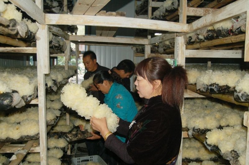 古田银耳软糯10斤装，量大价格可以再优惠