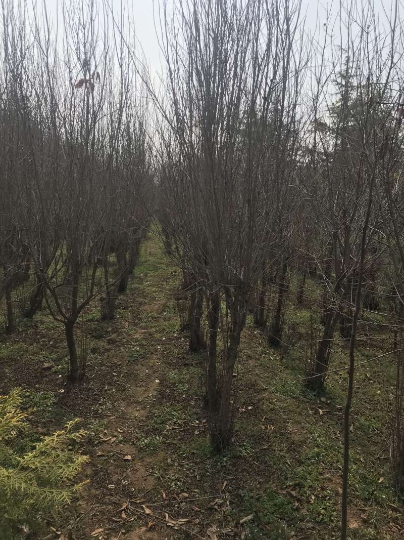 石榴树...量大。部分处理货足大规格都有...